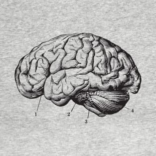 Brain Anatomy T-Shirt